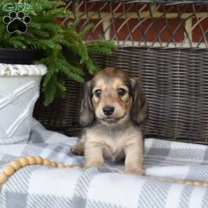 Cocoa, Dachshund Puppy